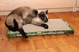 Новое поколение когтеточек-лежанок для кошек в Хабаровске.